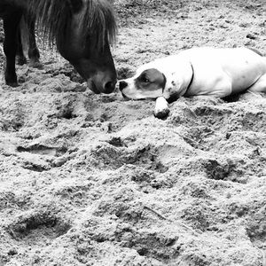 Meet your Posher, Josephine